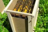 Продам бджолосім'ї в квітні та  бджолопакети в перших числах... Оголошення Bazarok.ua